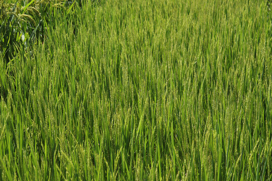 水稻基地
