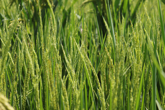 水稻制种