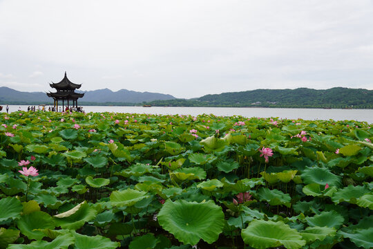 西湖荷花