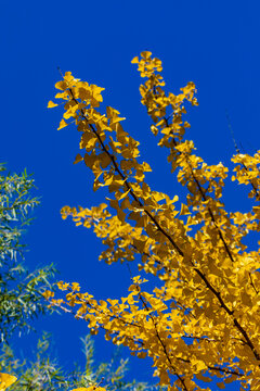 吉林市银杏树身披黄金甲