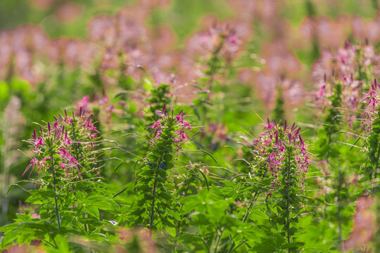 醉蝶花花海