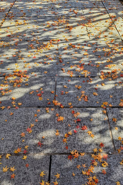 杭州秋天飘落的红枫树叶