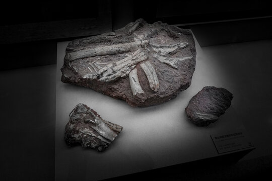 黄氏河源龙腰带及后肢部分化石