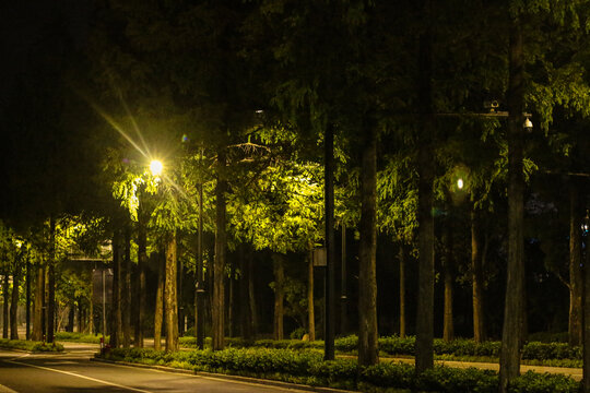 夜景水杉