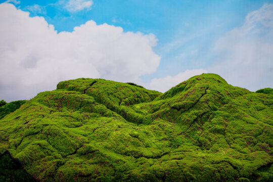 草地背景