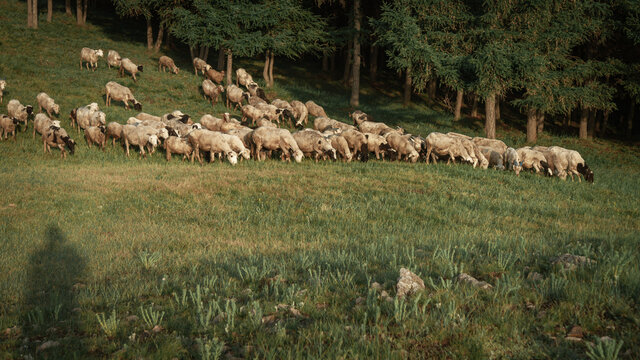 松树林前草地上的羊群