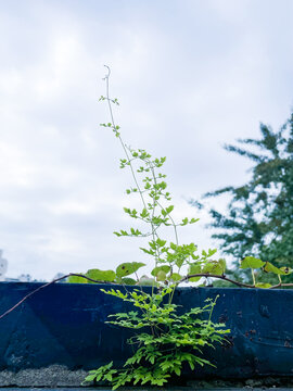 生长的绿色植物