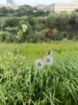 花草