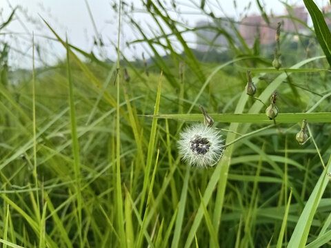 花草