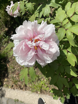 牡丹花