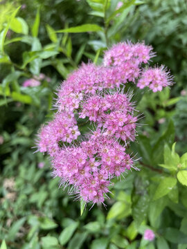 粉花绣线菊