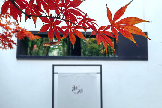 杭州秋天秋景枫叶红了