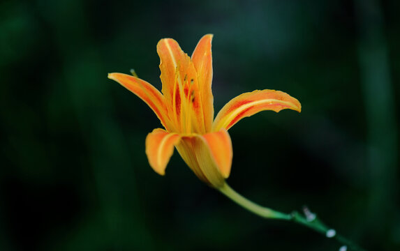 萱草花特写