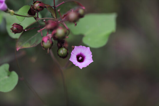 牵牛花