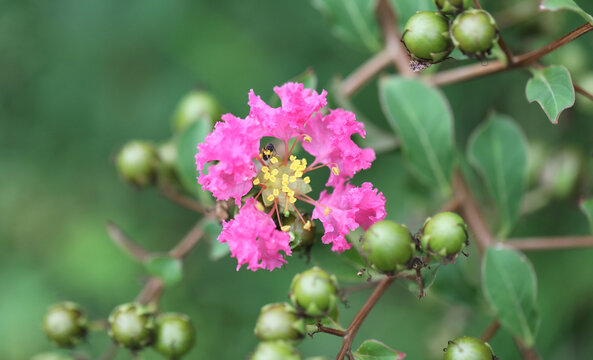 紫薇花特写