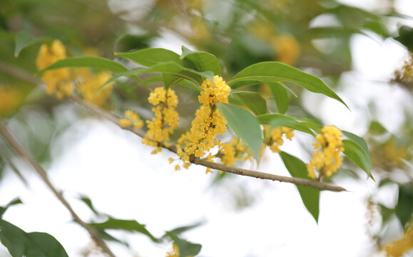 盛开的桂花