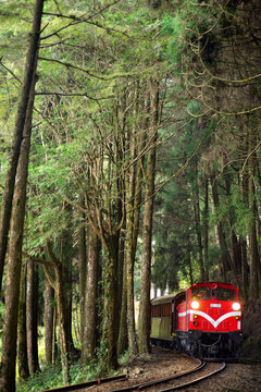 森林火车