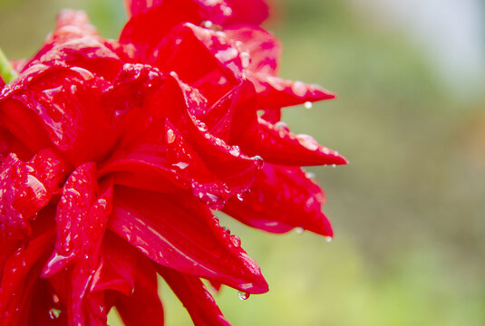 秋雨大丽花娇艳欲滴