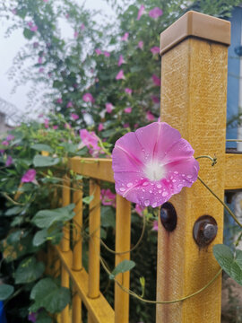 雨后喇叭花