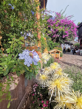 古城鲜花
