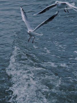 无锡鼋头渚海鸥