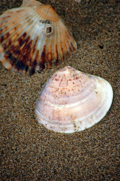 沙滩上有两只贝壳