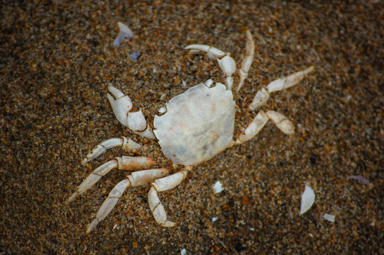 沙滩上的死螃蟹