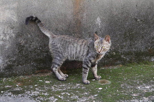 一只向后看的狸花猫