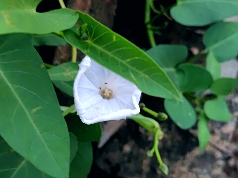 空心菜花