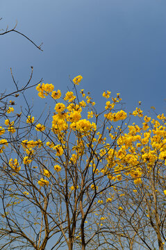 黄花风铃木