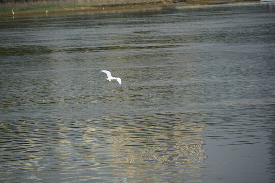 河面上飞翔的白鹭
