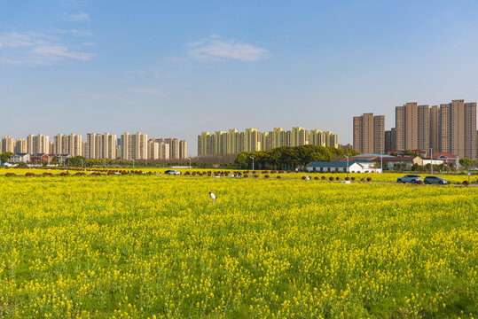 油菜花田