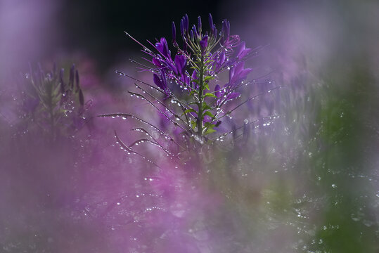 浪漫醉蝶花