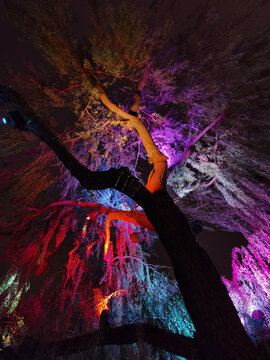 夜景彩灯装饰树