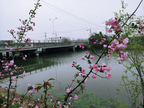 河流海棠花