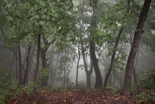 林间的晨雾