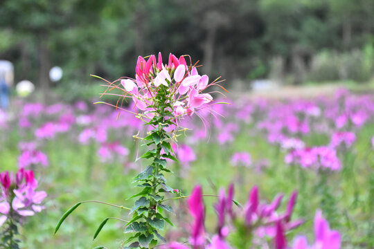 醉蝶花