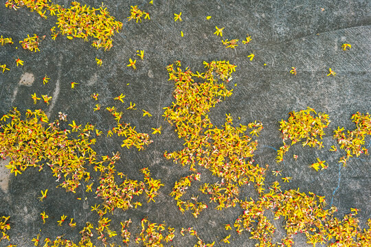 黄色的花落满地