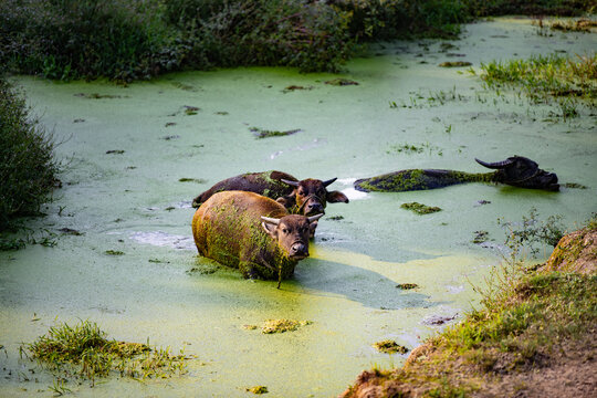 池塘里的水牛