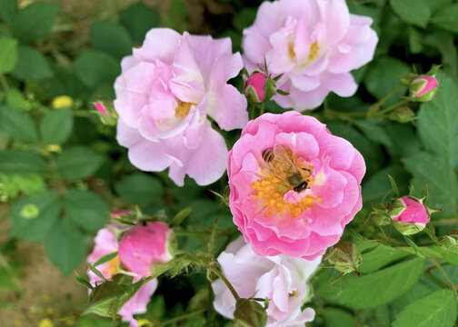 蜜蜂采蜜