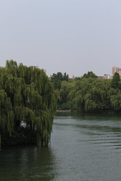 大明湖湖景
