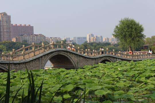 大明湖三孔堤桥荷花池