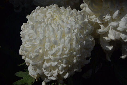 白色绣球菊花
