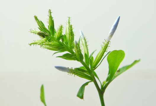 蓝雪花