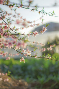 桃花朵朵开