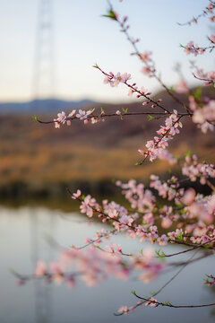 桃花朵朵开