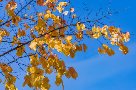吉林市金秋时节的黄树叶