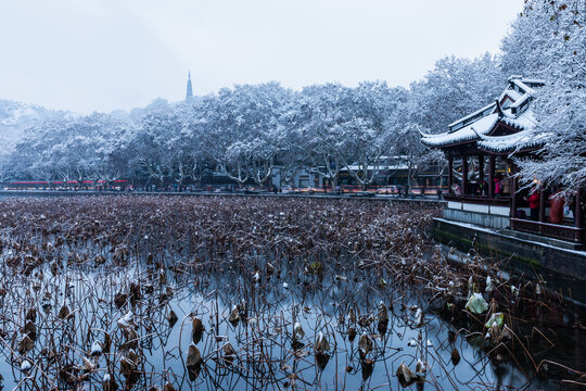 西湖雪韵