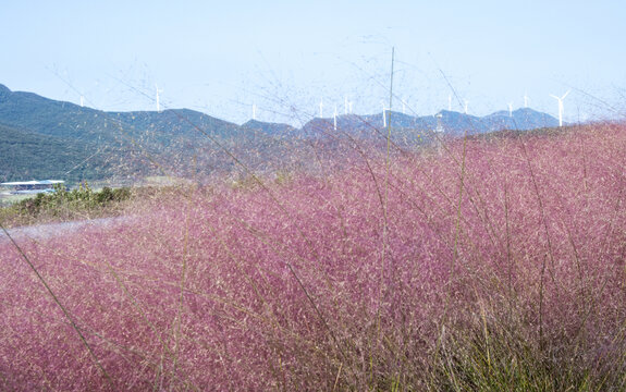 粉黛草