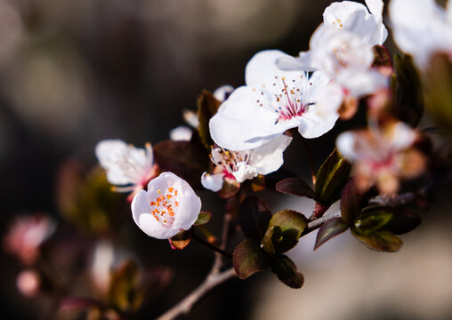 东京樱花